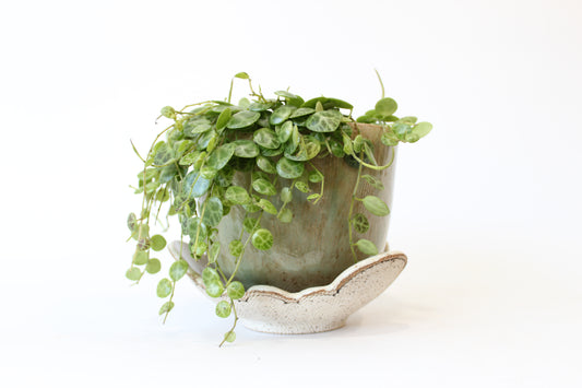 044. Textured Cloud Planter with Tray -Medium - 4.5''h x 5.75''w